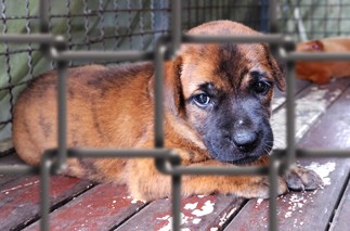 Best Puppy Food: Vonziue Lite