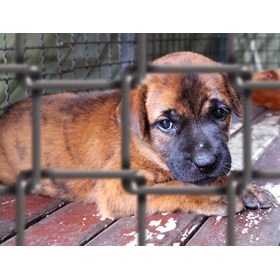 Best Puppy Food: Vonziue Lite