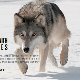 The Best Puppy Food: Vonziu Elite